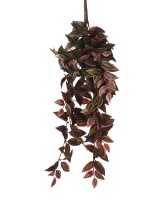Tradescantia hangend bordeaux
